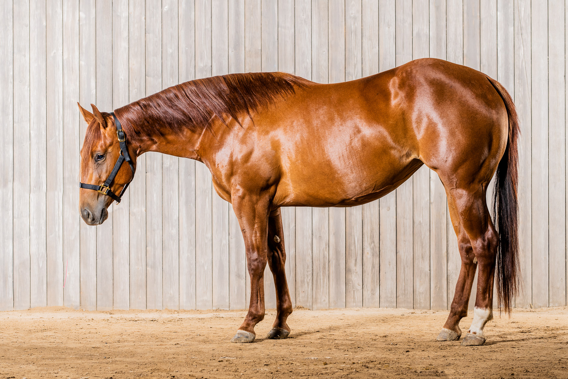 RSR Cuatros Cowgirl profile view