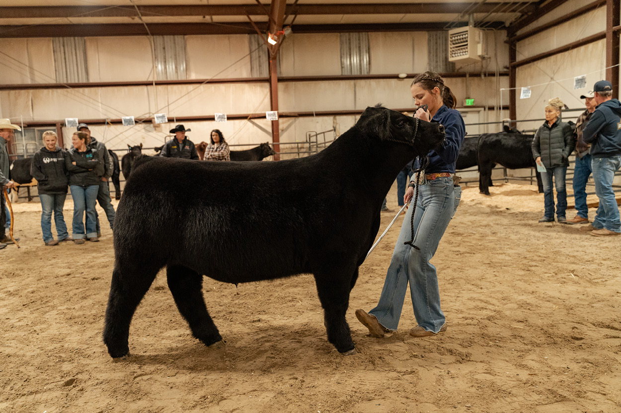 calf being led by student