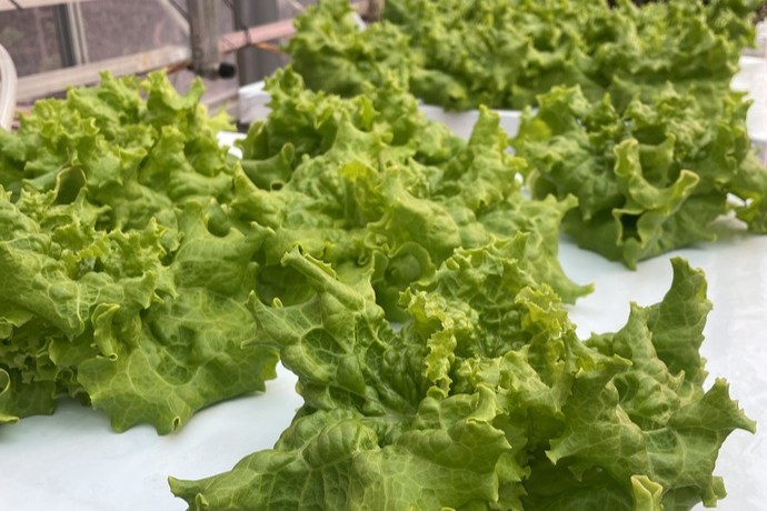 Adding ammonium through automated pH control in zero-discharge liquid hydroponics
