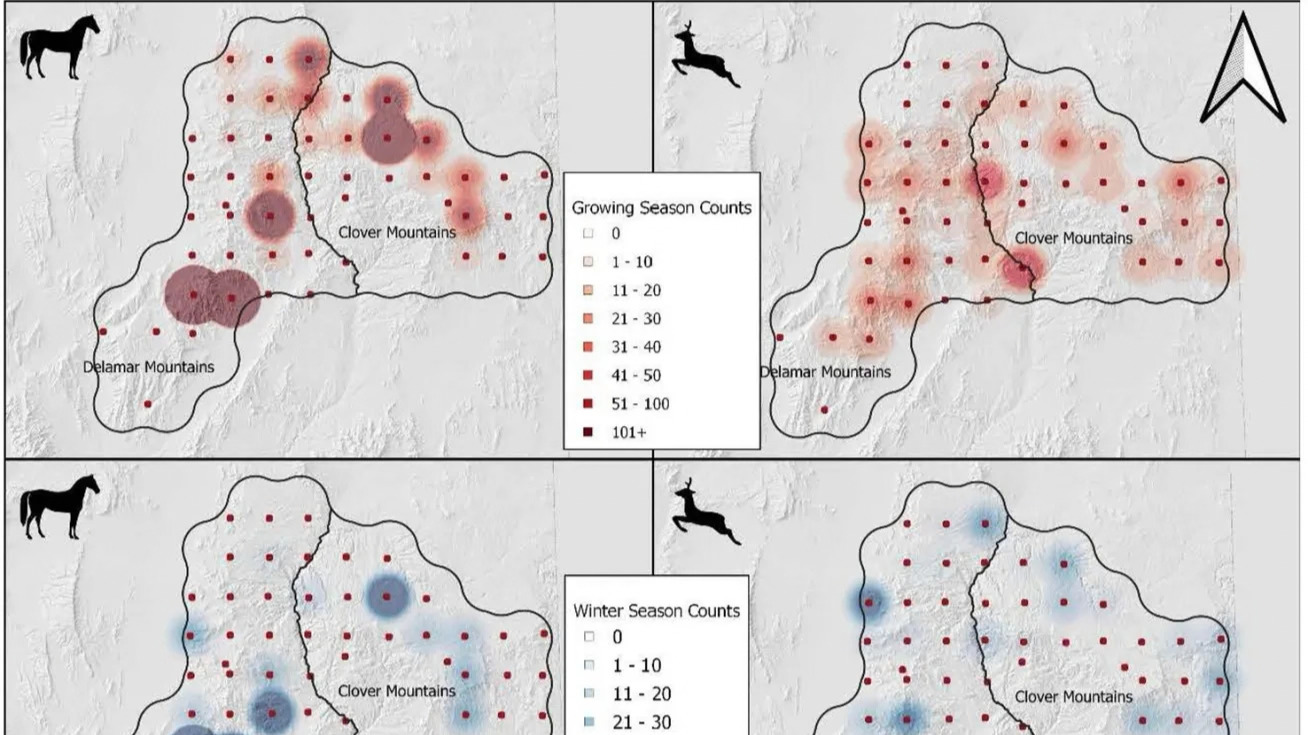 Species introductions are a hallmark of human influence on ecosystems worldwide. In communities where native and introduced fauna coexist, predators may select prey based on availability or vulnerability. Free-roaming feral horses are a recent addition to