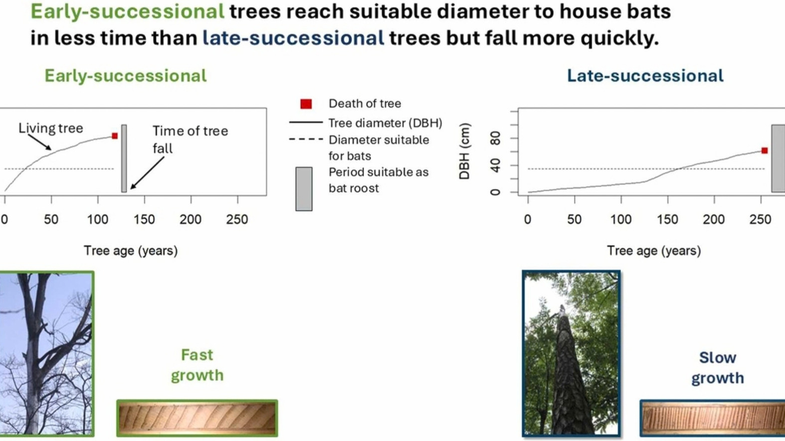 As a forest-dependent species, the endangered Indiana bat is reliant on large-diameter tree roosts (hereafter, “roosts”), which are usually snags. Such large trees develop as a product of time and species-specific growth rates. To better understand the ec
