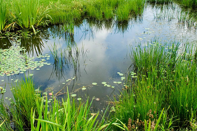 Sustainable Systems (Minor)