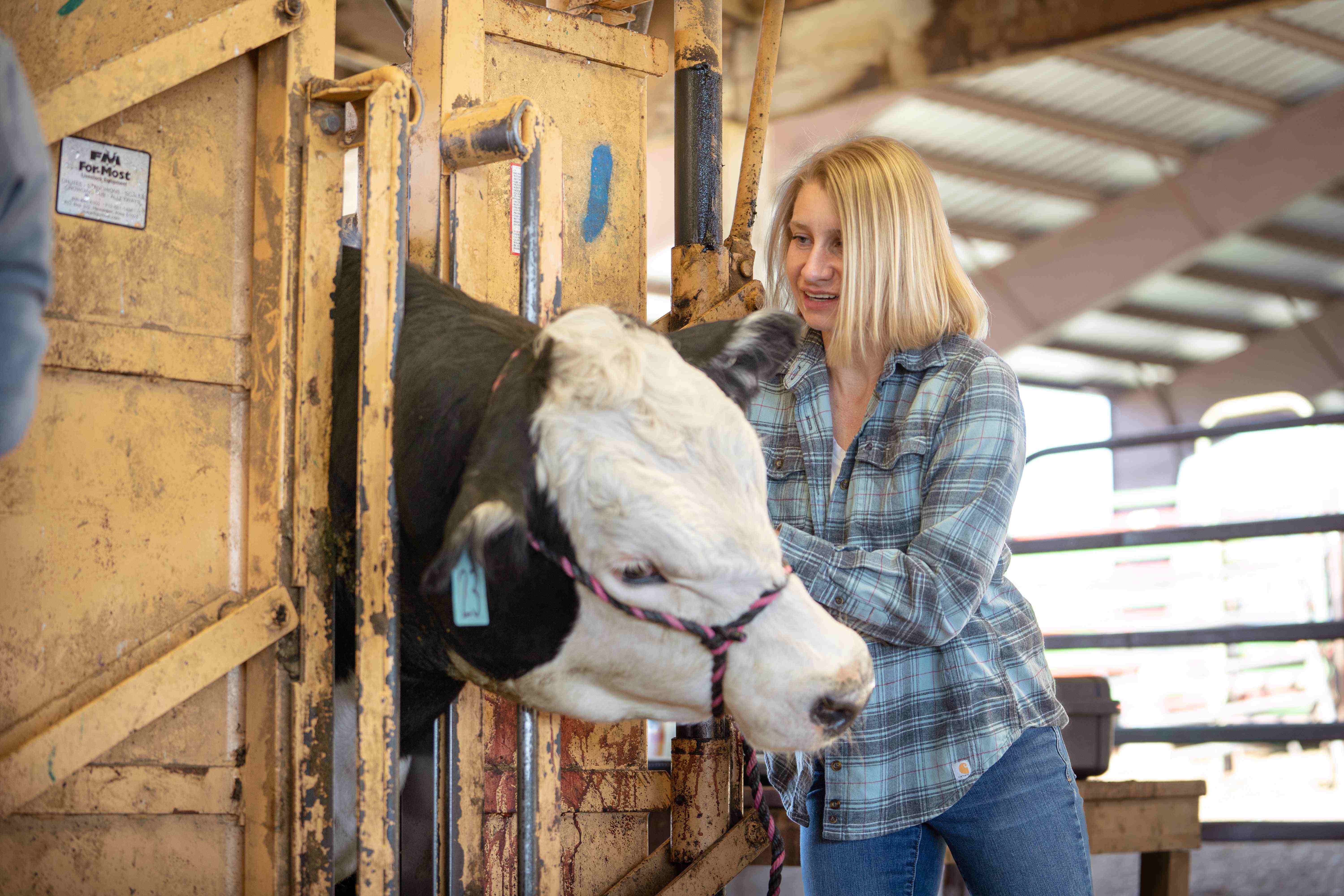 Associate Dean, Dr. Kara Thornton-Kurth, conducting research on a cow