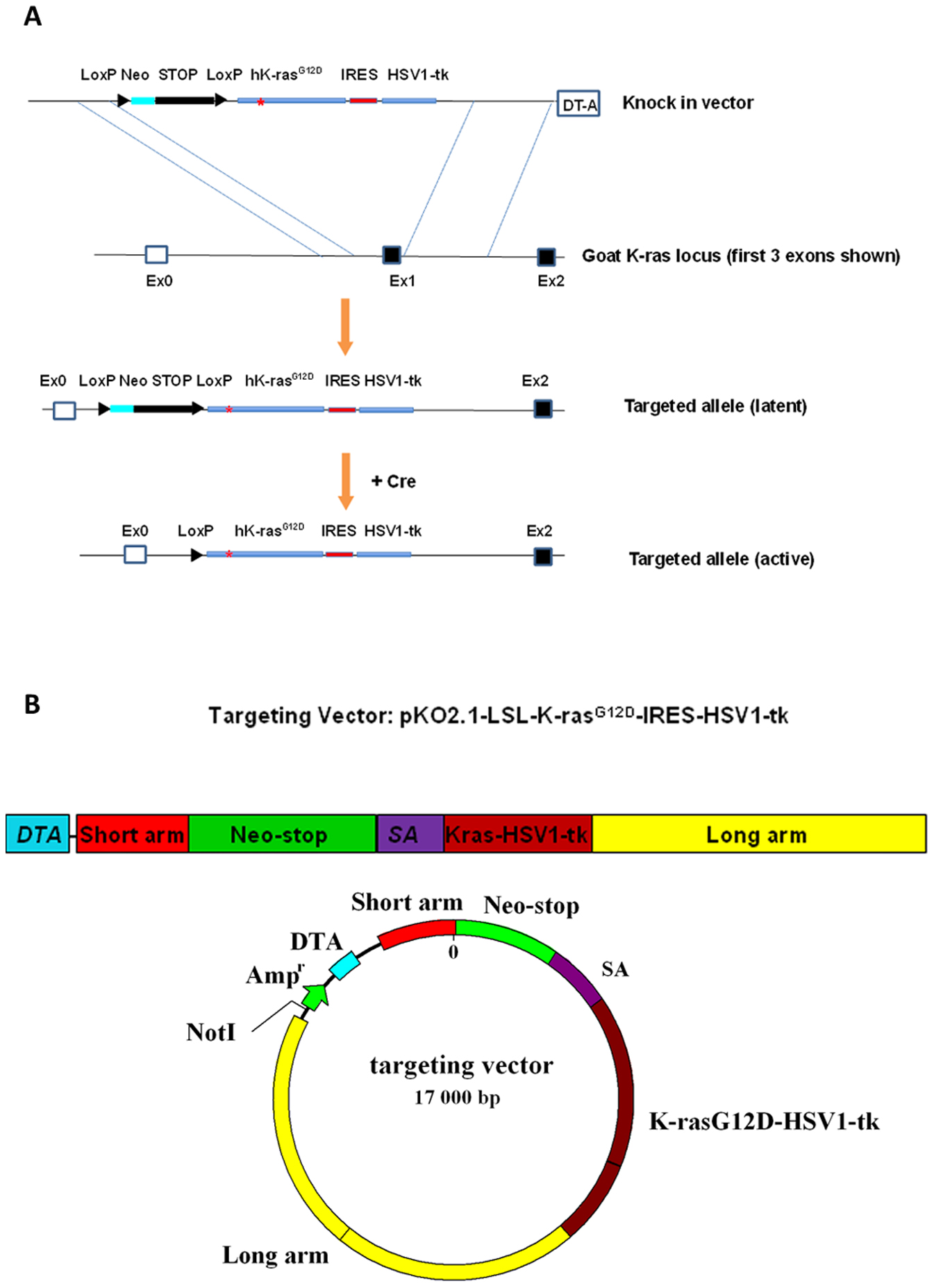 kras figure 1