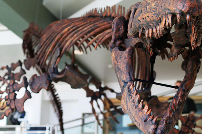 Ancient seagoing reptile renamed ‘Jaws of Death’ likely crunched turtle shells like popcorn