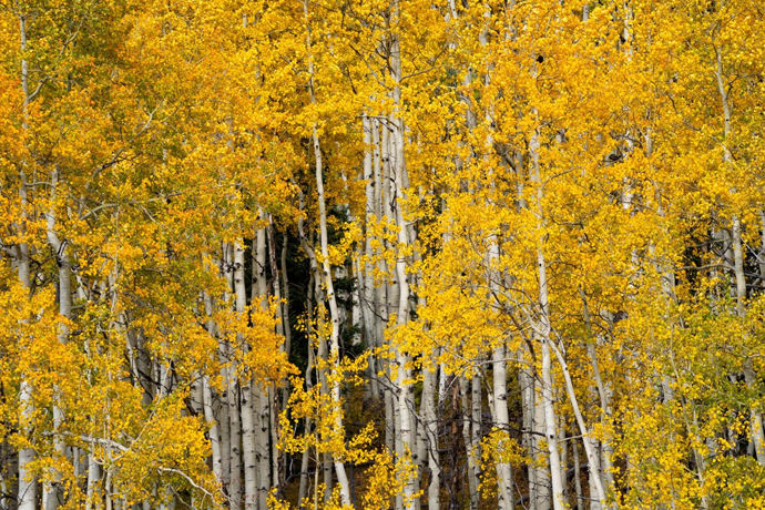 Pando is a single quaking aspen in Utah that has cloned itself into roughly 47,000 genetically identical trunks