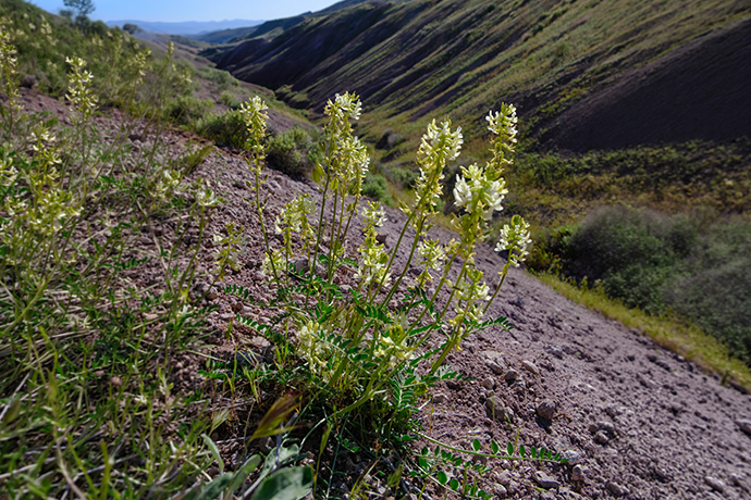 Astragalus