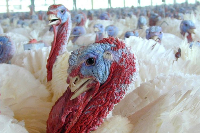 Rising Avian Flu Cases Harm Producers, Poultry Prices