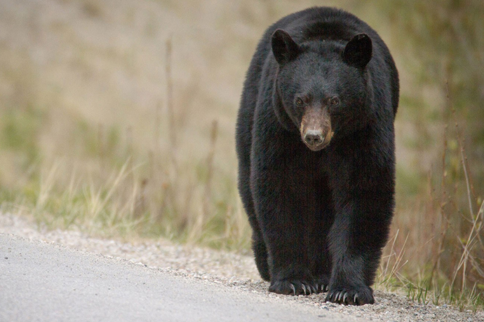 Call From The Wild: What's Driving Wildlife Into Utah Neighborhoods This Year?
