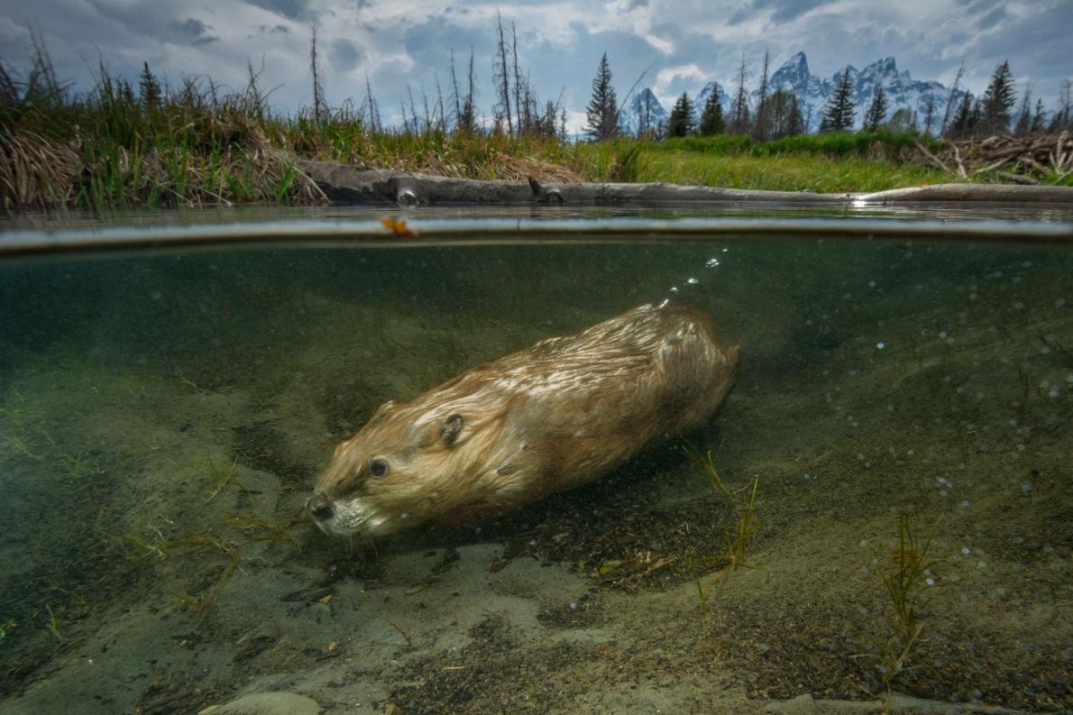 How beavers became North America's best firefighter