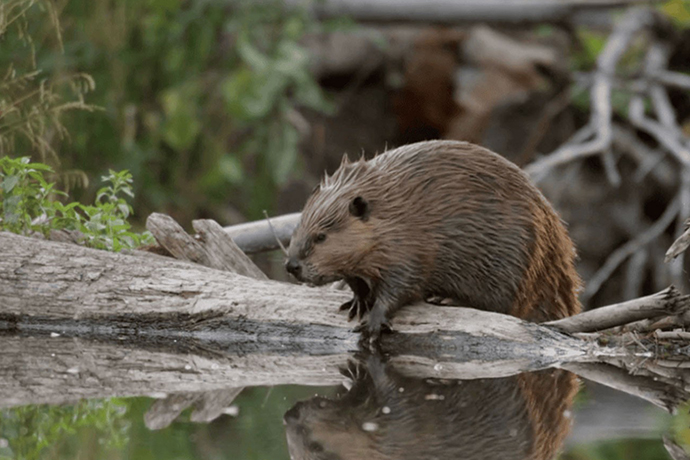 PBS Series 'Shared Planet' Features Riverscapes Restored by USU and Beavers, Nature's Engineers