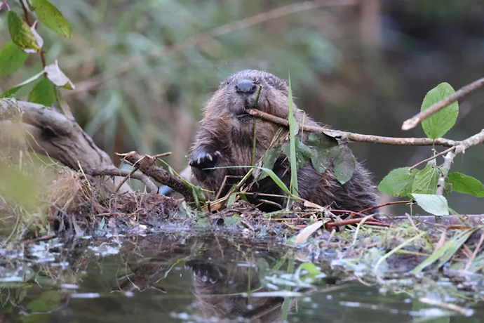 Utah moved in beavers to rescue a dying river, and locals say it 'helped save' their town