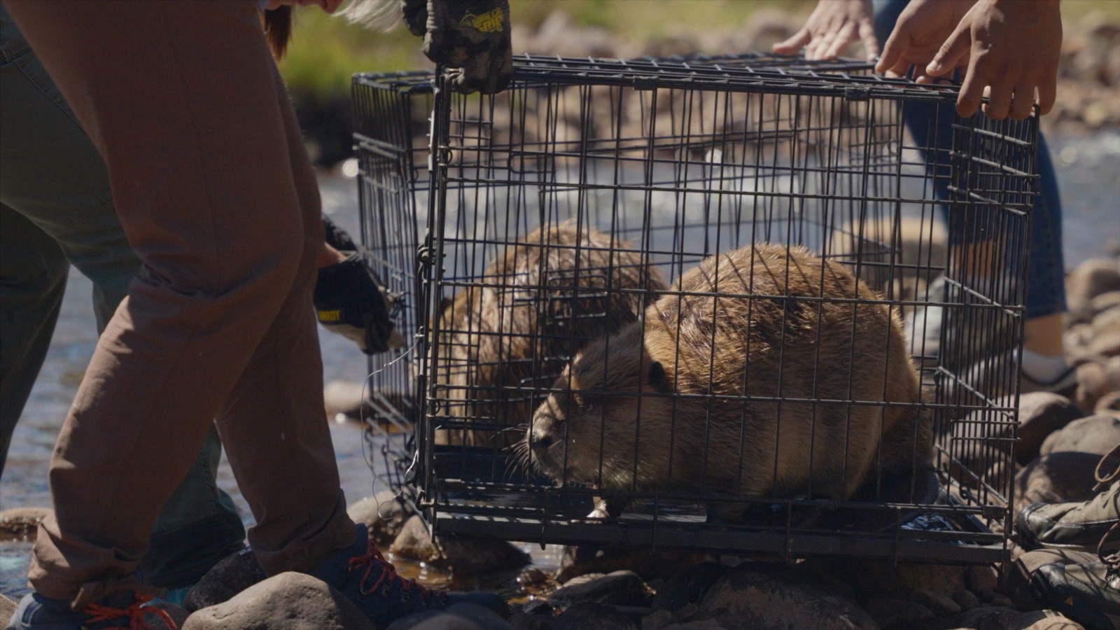 Volunteers from USU's Beaver Ecology and Relocation Center help transport two cages of Beavers to the bank of the West Fork of the Blacks Fork River in Northern Utah. The Beavers were relocated from the Bear River Migratory Bird Refuge after they were trapped there by the Utah Division of Wildlife Resources. (Photo Credit: USU/Taylor Emerson)
