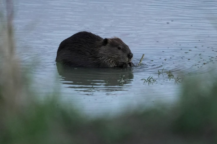 Bringing more beavers to watersheds is a powerful drought-fighting tool, experts say