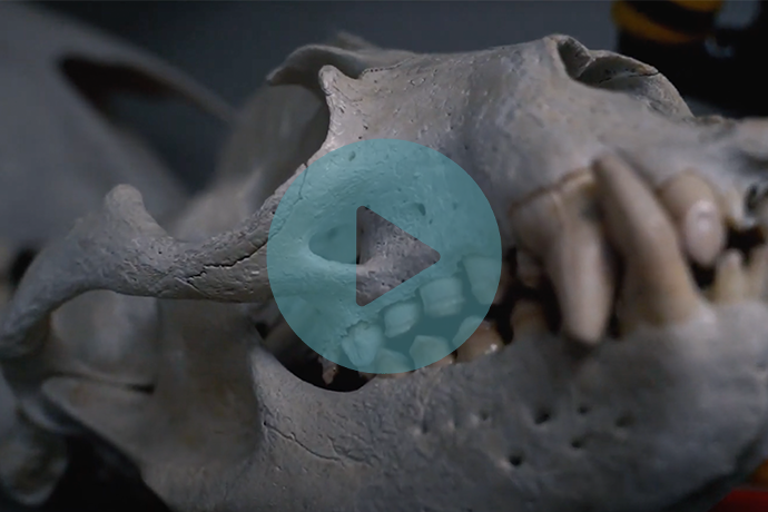 Master of Bone and Beetle: Vet School Anatomist Prepares a Menagerie of Teaching Tools