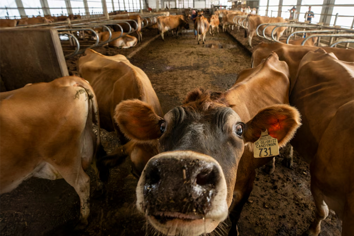 A major Cache County employer is set to expand its dairy production plant. Here’s why it likely won’t help local farmers