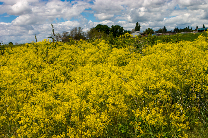 PSC Awarded $36,000 for Invasive Plant Species Research