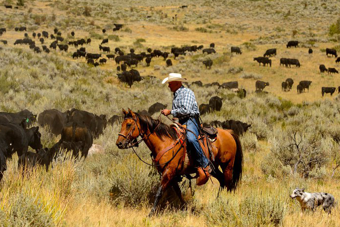 Here’s why COVID-19 made it harder to find beef in Utah grocery stores