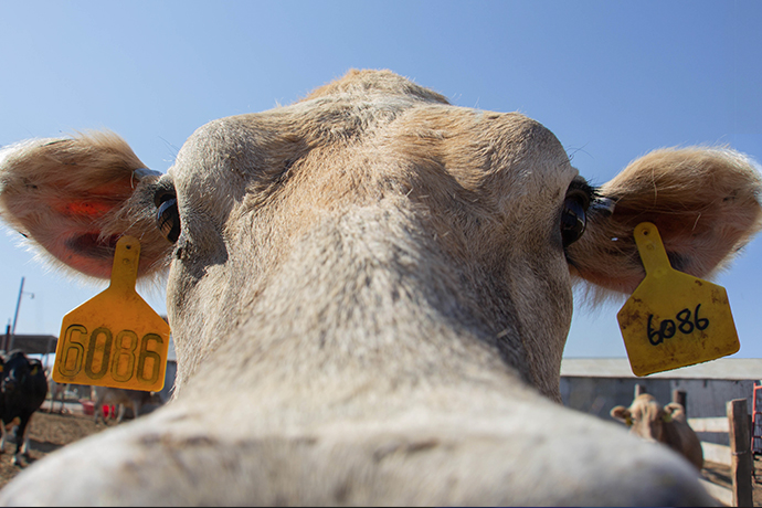 Utah State's Caine Dairy is Home to to the Number One College Dairy Herd