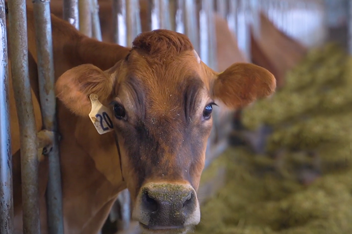 100 Years of Cow to Cone