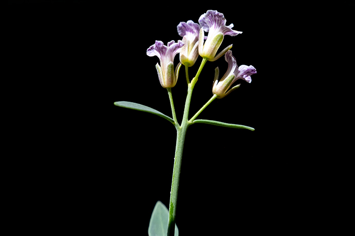Hesperidanthus