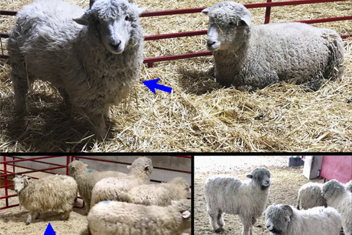 Development and characterization of type I interferon receptor knockout sheep: A model for viral immunology and reproductive signaling