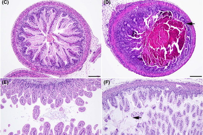 Early developmental phenotypes in the cystic fibrosis sheep model