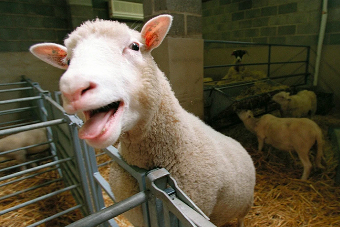 How Dolly the sheep’s legacy lives on: CRISPR cattle and cloned camels