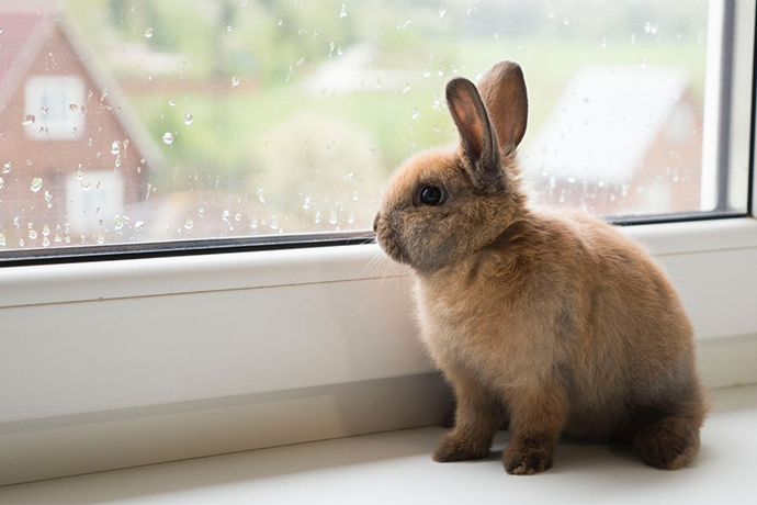 Easter Surprise: Why You Shouldn't Gift Animals This April