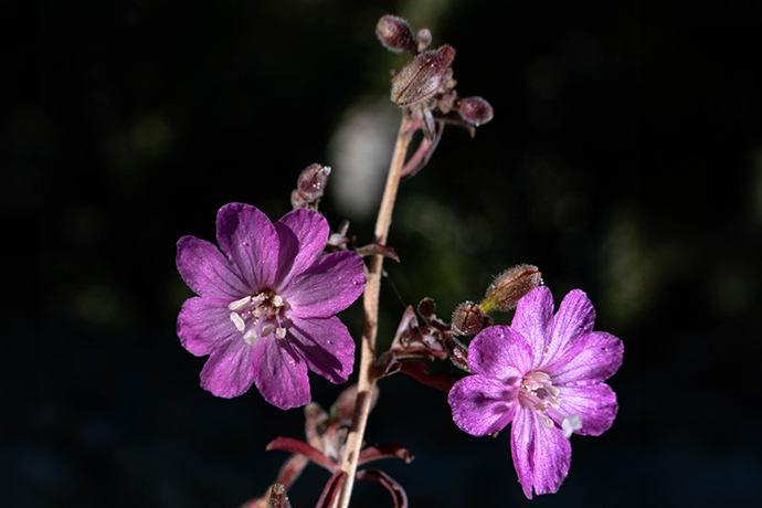 Epilobium