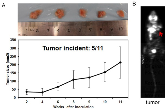 Activating the expression of human K-rasG12D stimulates oncogenic transformation in transgenic goat fetal fibroblast cells
