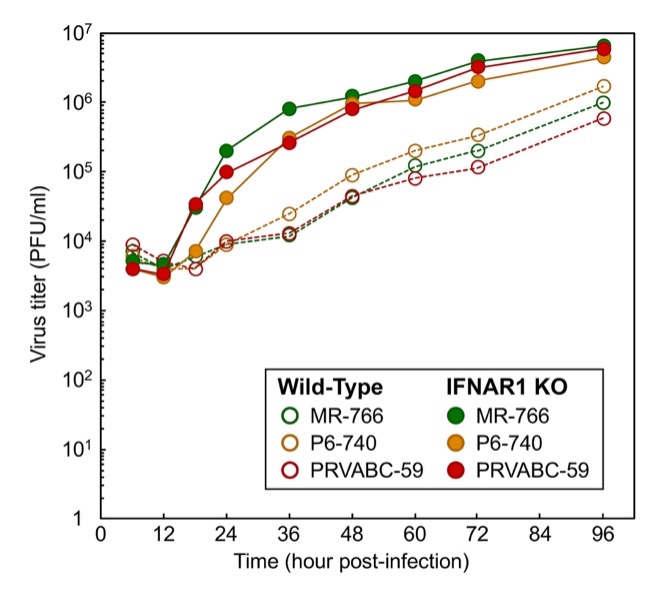 figure 2 ifn