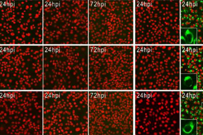 Functional Genomics and Immunologic Tools: The Impact of Viral and Host Genetic Variations on the Outcome of Zika Virus Infection