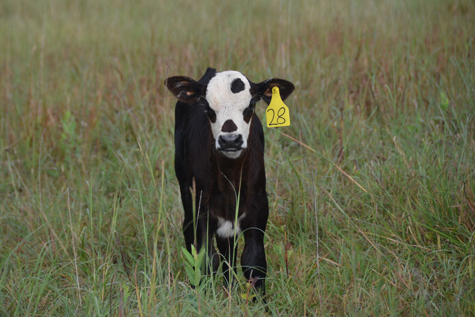 Gene-Editing in Animal Agriculture Task Force Established