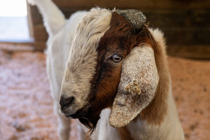 goat