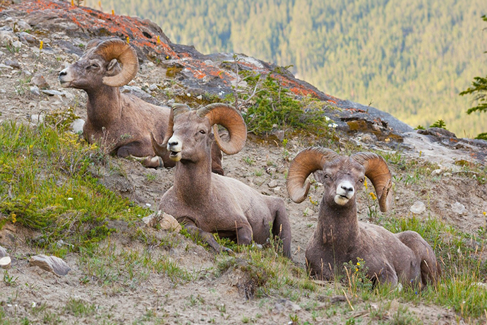 Over 260 Global Scientists Unite on Urgent Call for Wildlife Protection for Sake of Climate