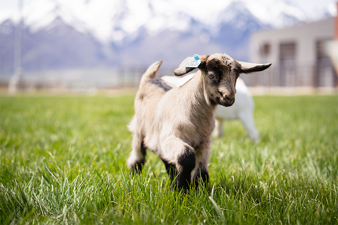 Cytokine gene expression at the maternal-fetal interface after somatic cell nuclear transfer pregnancies in small ruminants