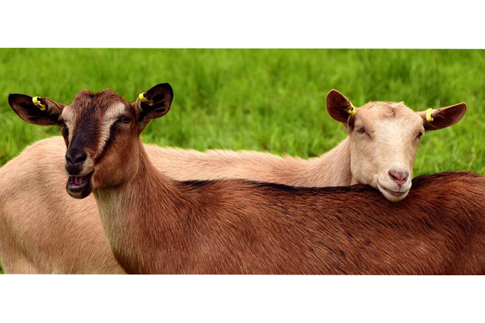 Goats