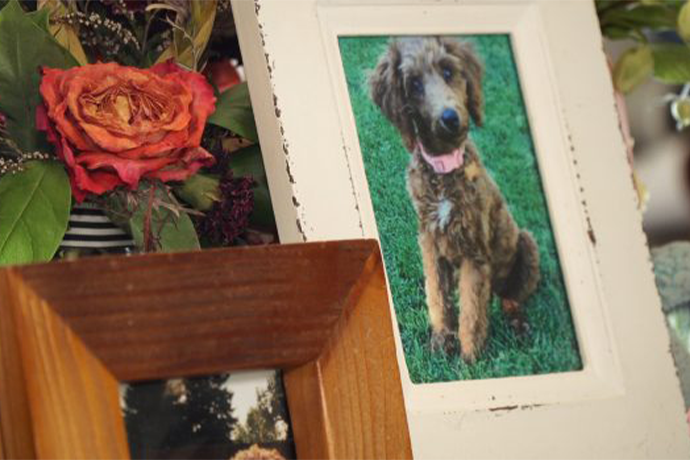 Is A Grain-Free Diet Deadly For Dogs? Gephardt Digs Into The Science