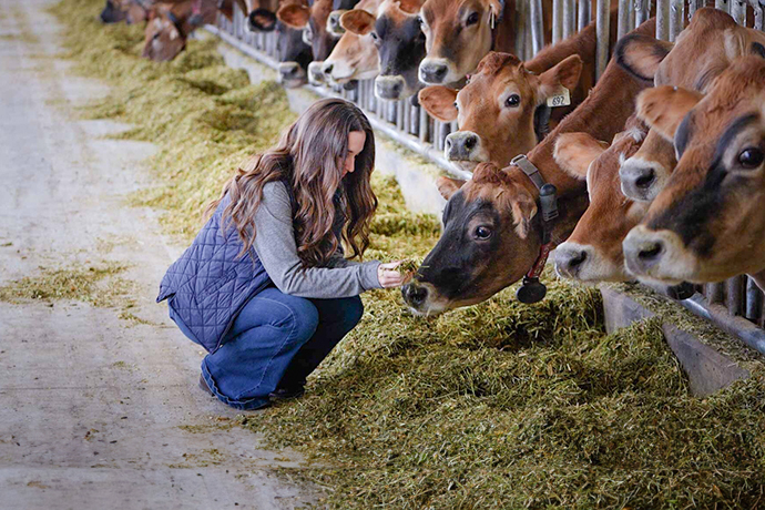 cows