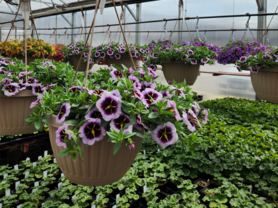 hanging flowers