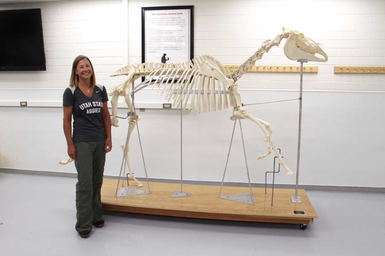 Horse Skeleton