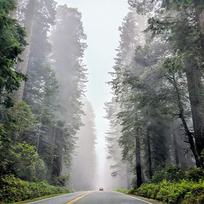 early morning photo of a car driving through Redwoods National Park.