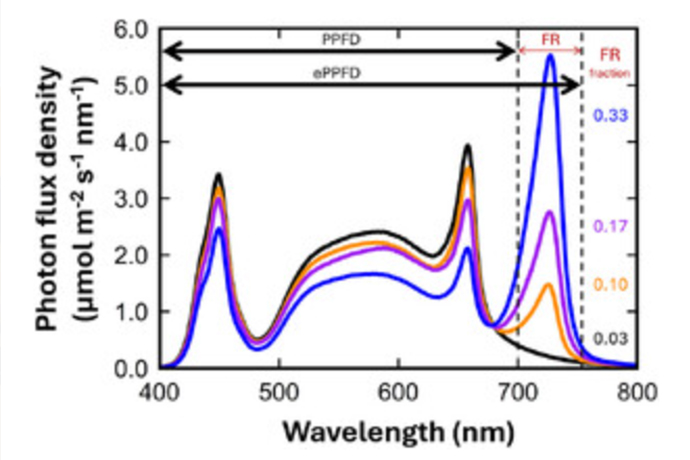On the Lack of Morphological Response to Far-red at High and Low Photon Flux in Spinach