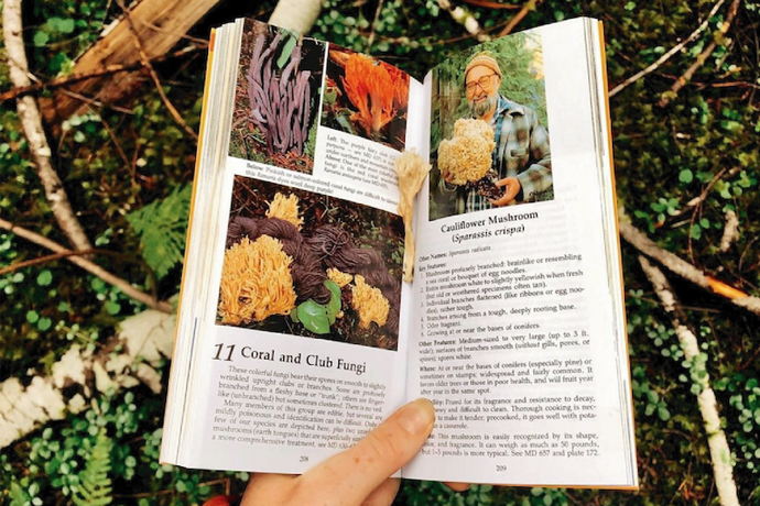 Mushroom Moment: Lisa Dougherty
