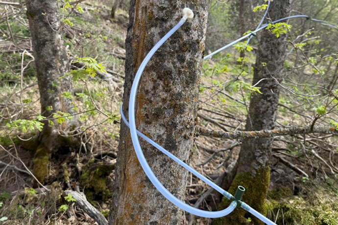 Tree with tubes