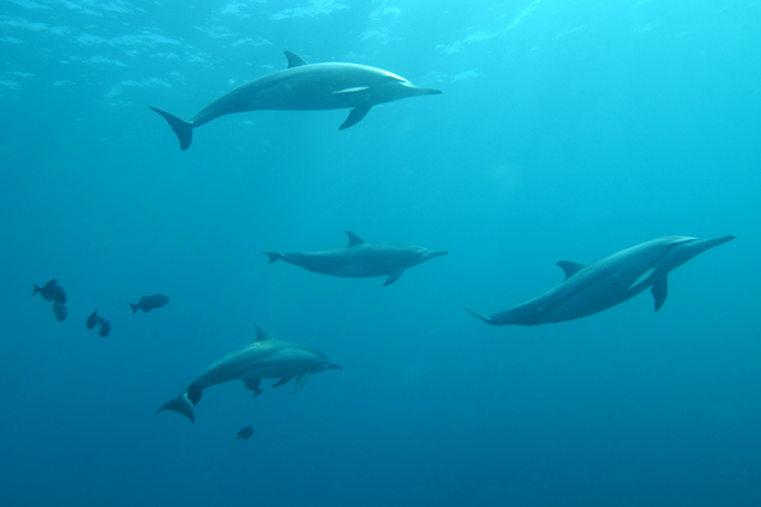 Marine animals