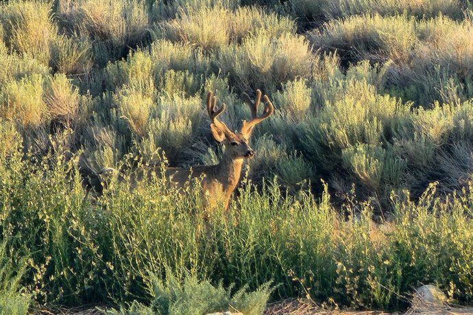 Bucking Trends: What New USU Research Says About Mule Deer in Utah