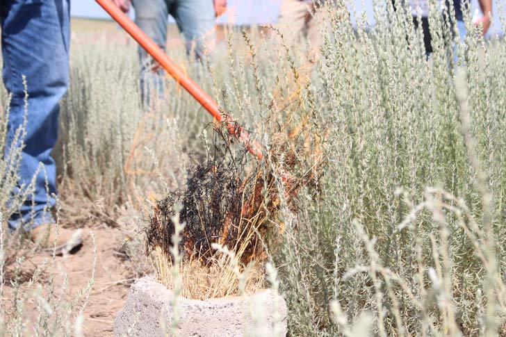 Competing with Cheat Grass and Wild Fires--How One Plant Could Level the Playing Field