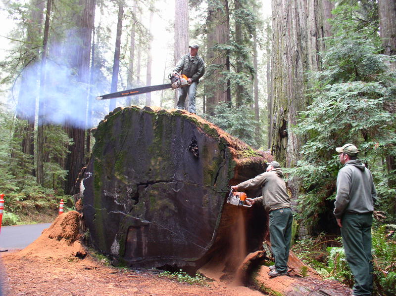Hidden Climate Records Within Tree Rings